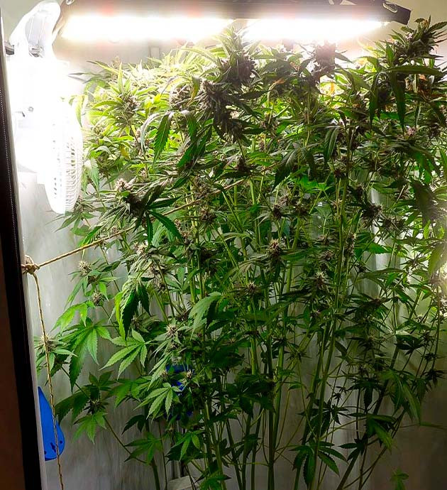 Невероятный запах и химический аромат Финальное созревание Purple Juice Auto