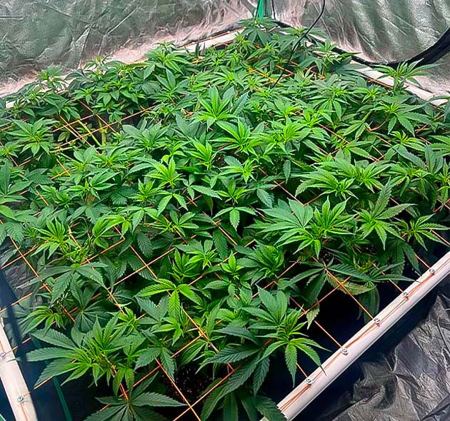 Подготовка каннабиса к этапу цветения Конопля под сеткой ScrOG