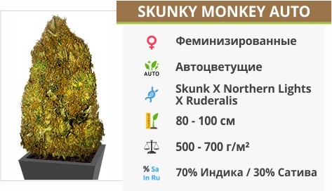 описание сорта Skunky Monkey Auto описание сорта Skunky Monkey Auto