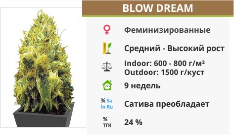 Blow Dream Blow Dream