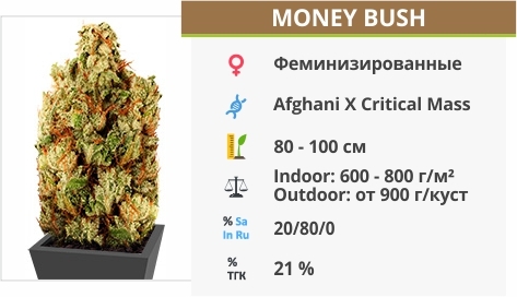 описание сорта Money Bush описание сорта Money Bush