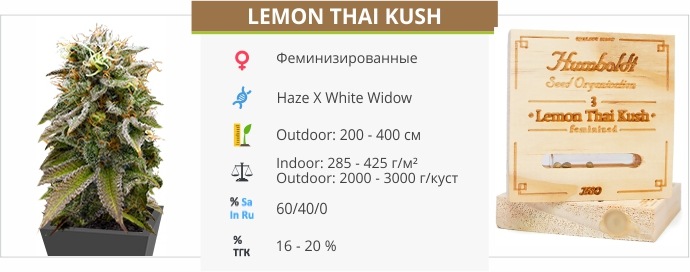 Lemon Thai Kush Lemon Thai Kush
