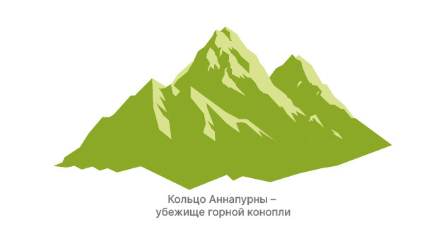 Конопля: предпочтение теплых широт «Кольцо Аннапурны»: поля дикорастущей конопли