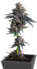 Zillions fem (Barney's Farm)