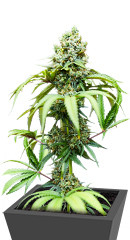 Bruce Banner #3 fem (Blimburn Seeds)
