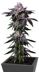 Z42 fem (FastBuds)