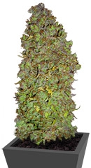 Auto-Bomb fem (GHS)