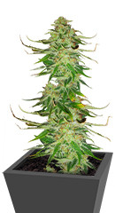 WiFi Kush fem (AlphaFem Seeds)