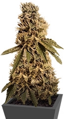 LSD fem (Barney's Farm)