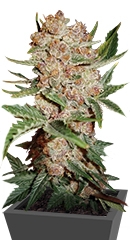 Bubblelicious Automatic fem (Nirvana Seeds)