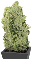 Arjan's Haze #3 fem (GHS)