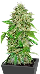Northern Lights Auto fem (GHS)