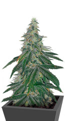 Bubba Slush fem (GHS)