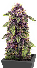Sticky Sherbert GG fem (Seedkeepers)