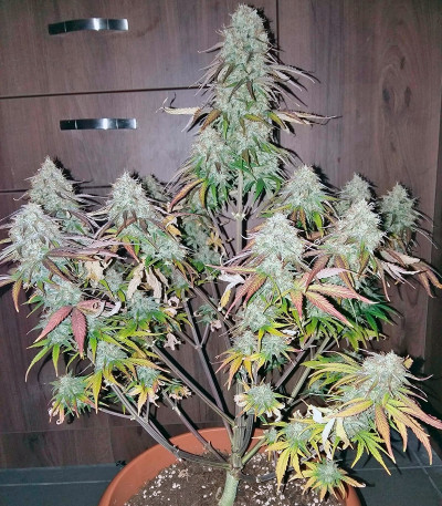 Bubble Kush Automatic fem (Royal Queen Seeds) семена конопли