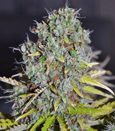 Easy Ryder auto fem (Joint Doctor) семена конопли