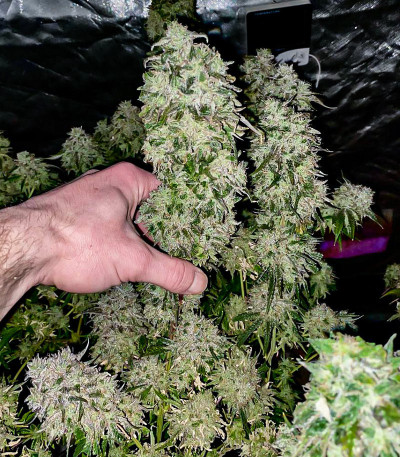 Fruit Gum fem (UKHTA420) семена конопли