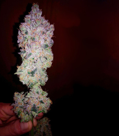 Mimosa Shot fem (Herbies Seeds) семена конопли