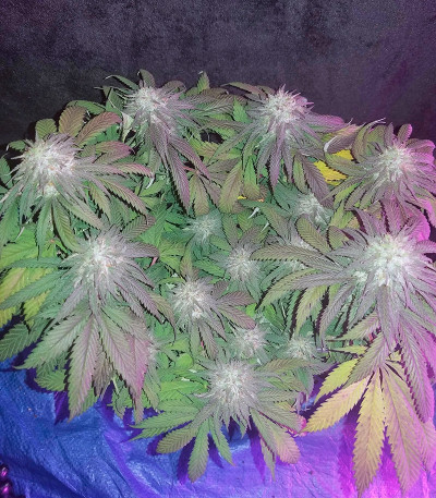 Amherst Sour Diesel fem марихуана