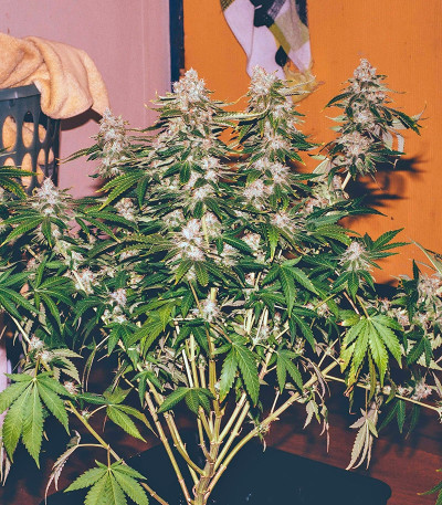Skunk #1 fem (Sensi Seeds) семена конопли