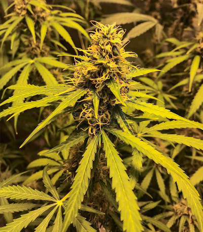 Gelato Glue Autoflower fem (Easy Grow Seeds) семена конопли