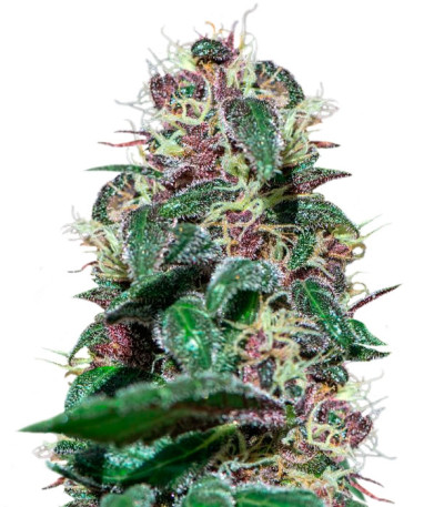 Ayahuasca Purple fem семена конопли