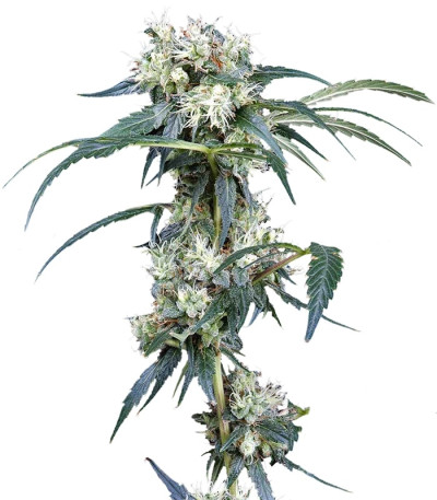 NL5 Haze Mist fem семена конопли