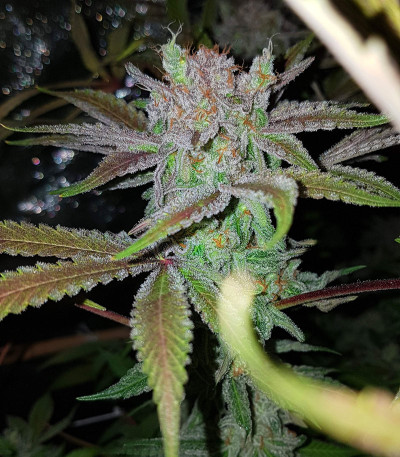 Eleven Roses Early Version fem (Delicious Seeds) семена конопли