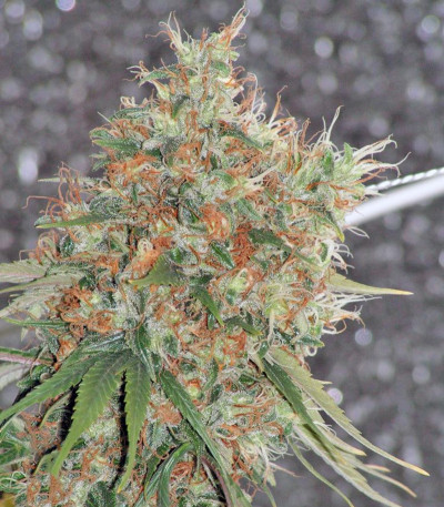 Arjan's Strawberry Haze fem семена конопли