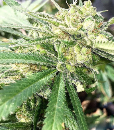 Auto White Widow x Big Bud fem (Female Seeds) семена конопли