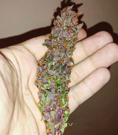 Purple Mazar Auto (Kalashnikov Seeds) семена конопли