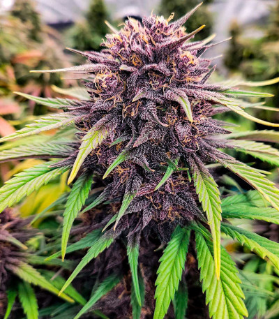 Lemon Cherry Cookies Auto fem (FastBuds) семена конопли