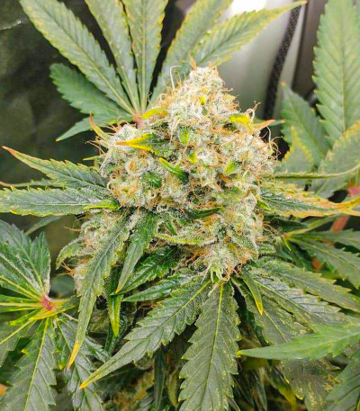 Vitality fem (AlphaFem Seeds) семена конопли