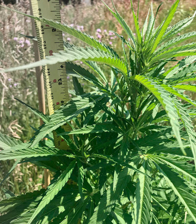 Eleven Roses Early Version fem (Delicious Seeds) семена конопли