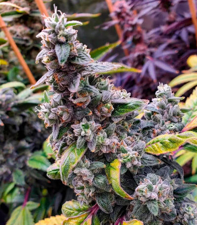 The White Fire OG fem (Seedkeepers) семена конопли