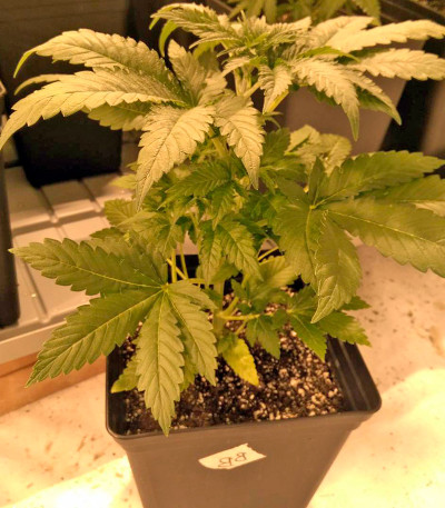 Bubblelicious fem (Nirvana Seeds) семена конопли