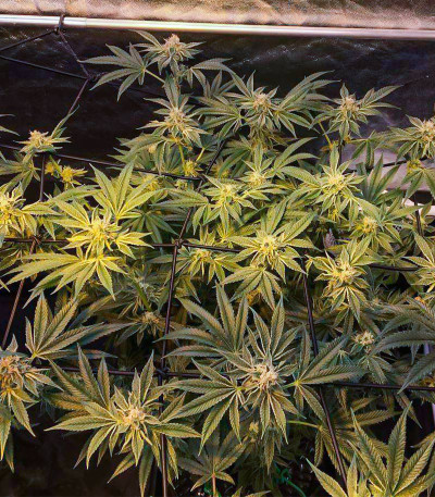 Fruit Gum fem (UKHTA420) семена конопли
