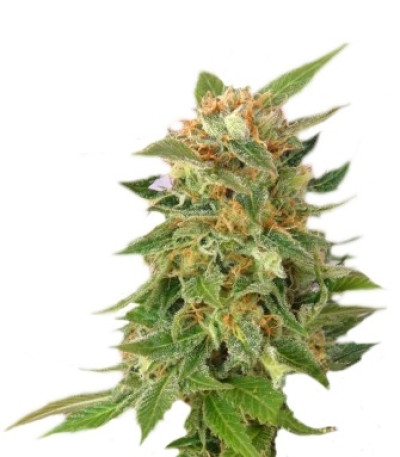 Hobbit Auto (Ginger Punch Auto) fem семена конопли