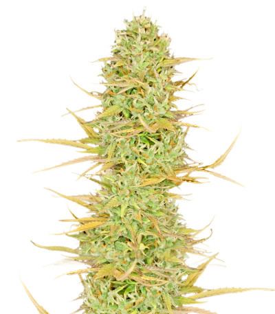 Original Auto White Widow fem (FastBuds) семена конопли