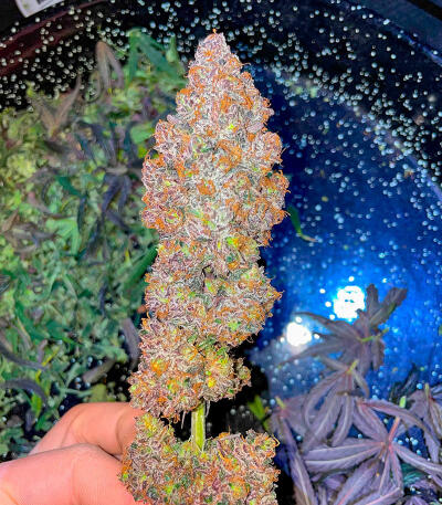 Sour Diesel x OG Kush fem (Seedkeepers) семена конопли