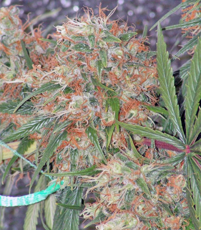 Arjan's Strawberry Haze fem семена конопли