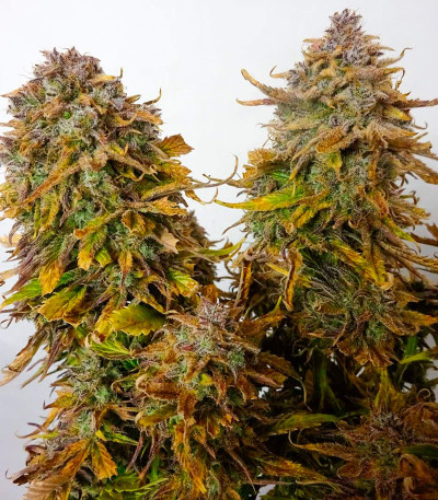 Apple Strudel Auto fem (FastBuds) семена конопли