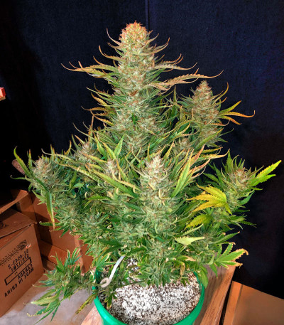 Bruce Banner Auto fem семена конопли