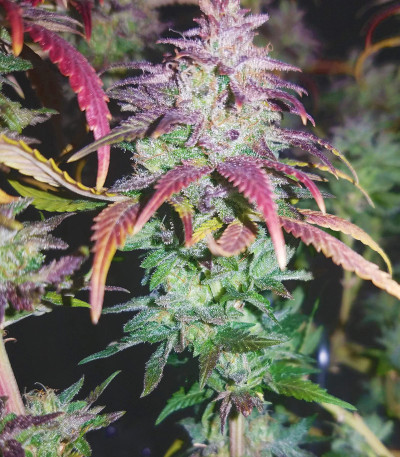 Chocobang fem (Delicious Seeds) семена конопли