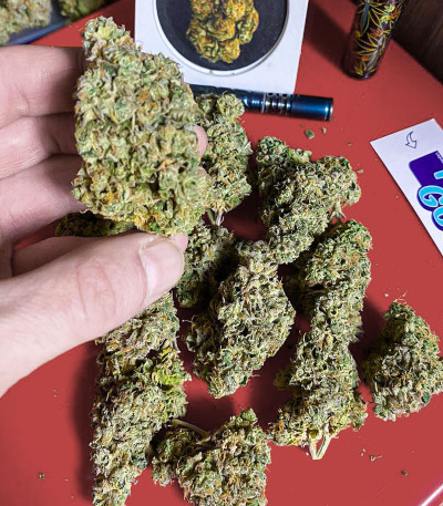 Fruit Gum fem (UKHTA420) семена конопли