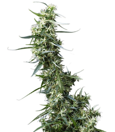 Greenhouse Thai fem семена конопли