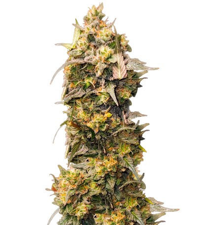 Fullgas fem (Green House Seeds) семена конопли