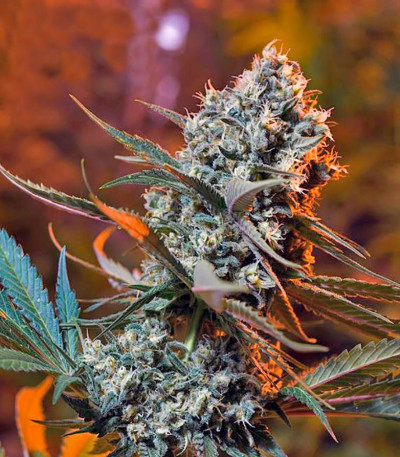 Green Poison F1 Fast Version fem (Sweet Seeds) семена конопли