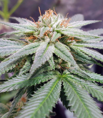 Gorilla Zkittlez fem (Barney's Farm) семена конопли