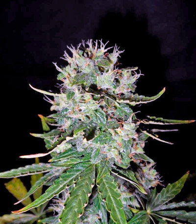 Fast Bud Auto fem (Sweet Seeds) семена конопли